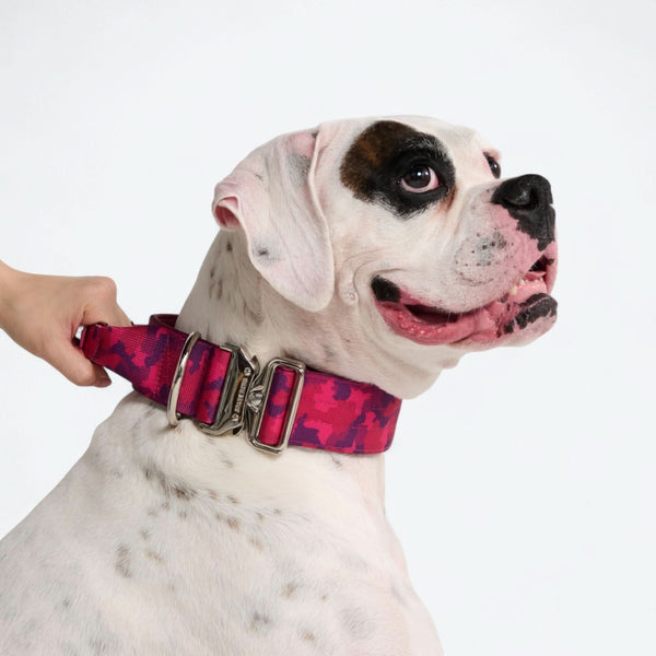 Collier de contrôle confort - Camouflage Fuchsia