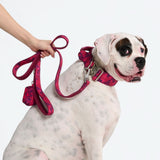 Ensemble laisse et distributeur de sacs à déjections - Camouflage Fuchsia