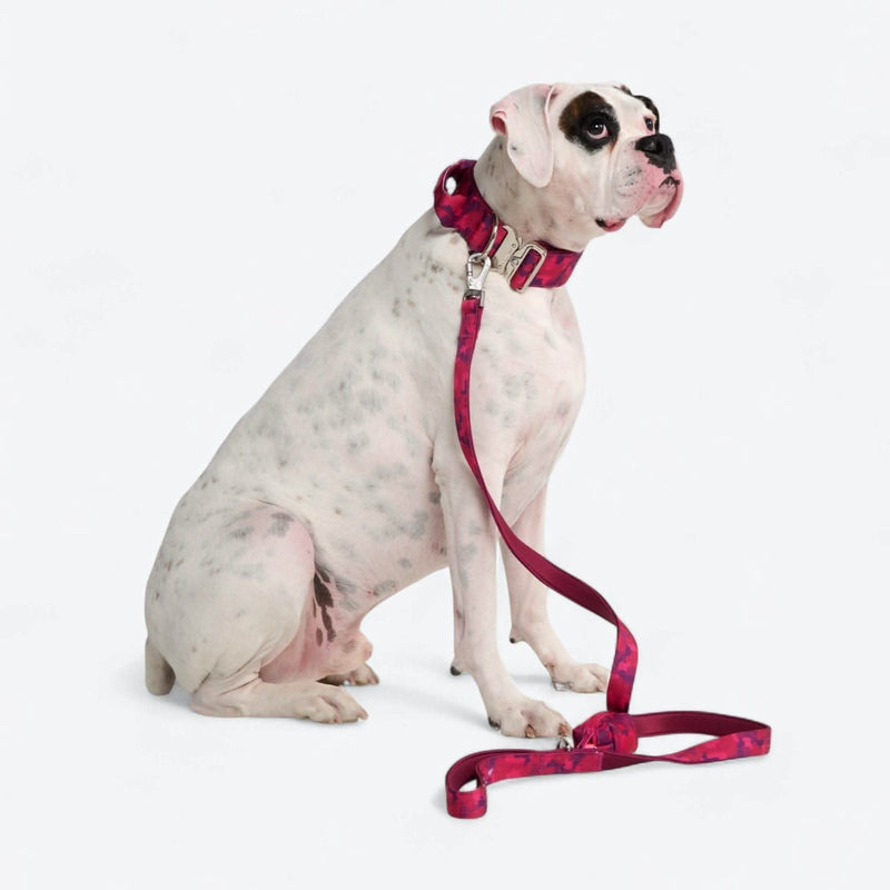 Fuchsia Camo Collar