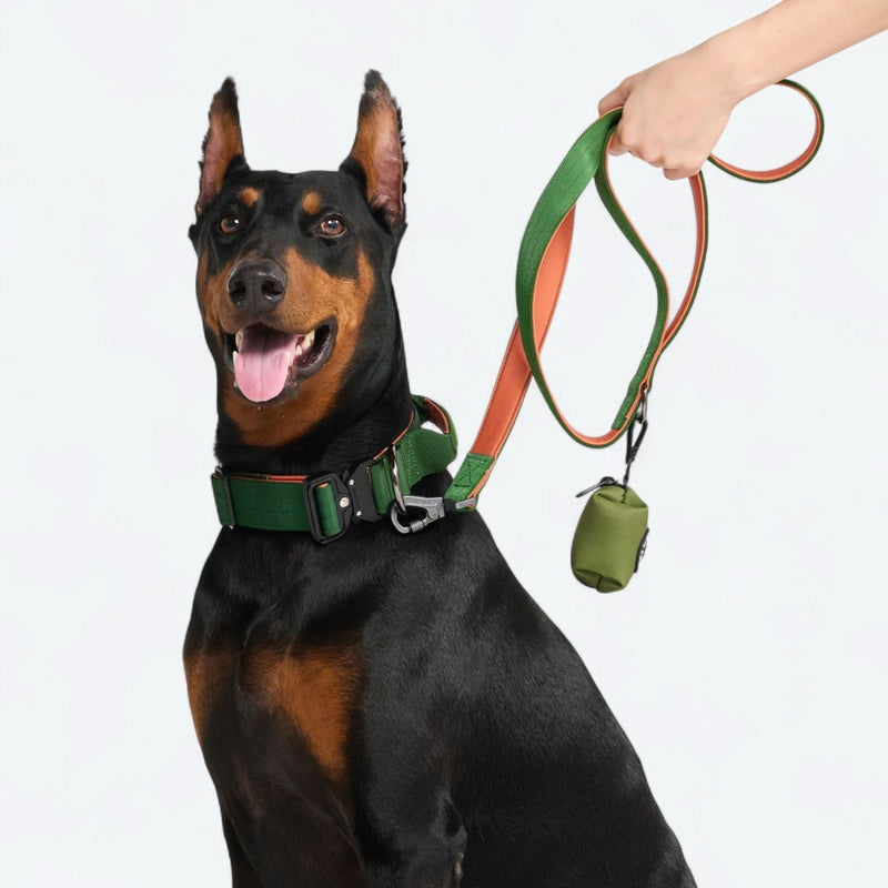 Collier de contrôle confort - Vert Orange