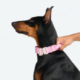 Collier de contrôle confort - Rose