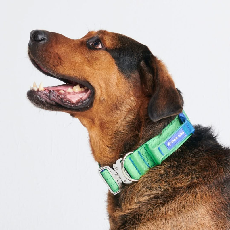 Collier tactique pour chien - Vague de citron vert