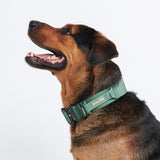 Collier tactique pour chien - Vert armée