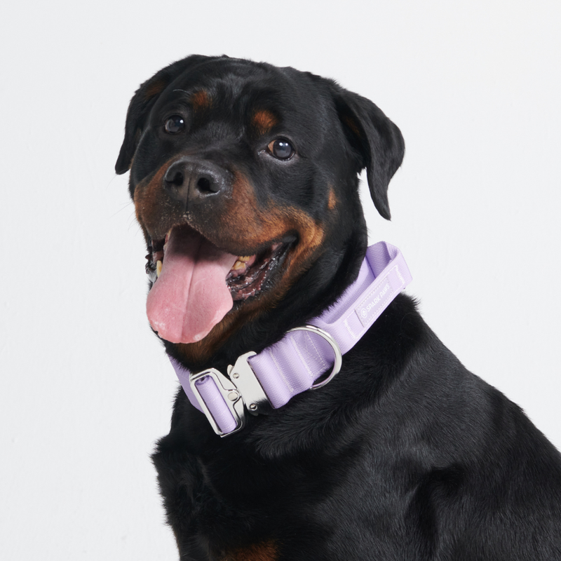 Ensemble de colliers tactiques pour chien - Lilas