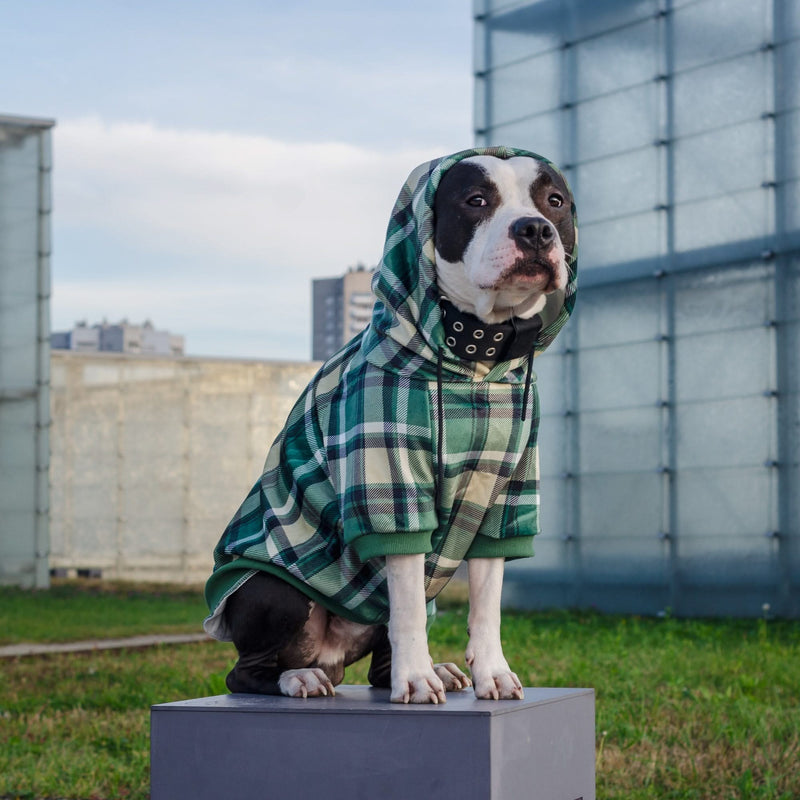 Pull à Capuche en velours Pour Chien - Carreaux Vert