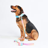 Ensemble de colliers tactiques pour chien - Glaçage pastel