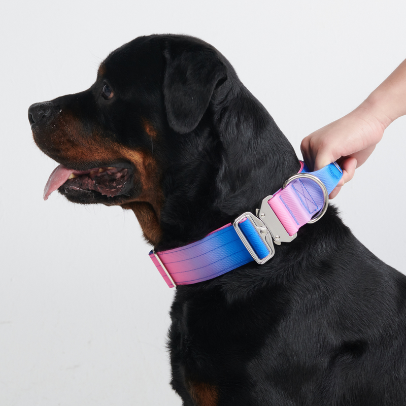 Ensemble de colliers tactiques pour chien - Cône de neige