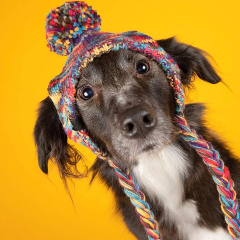 Chapeau d'hiver en tricot pour chiens