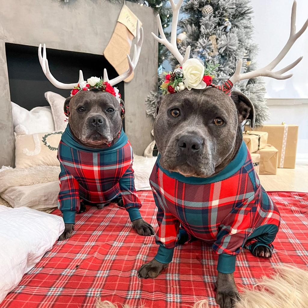 Pyjama pour chien adulte sales