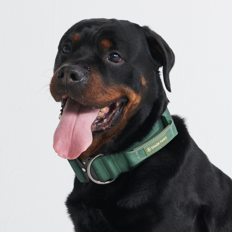 Collier tactique pour chien - Vert armée