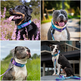 Collier tactique pour chien - Rétro des années 90