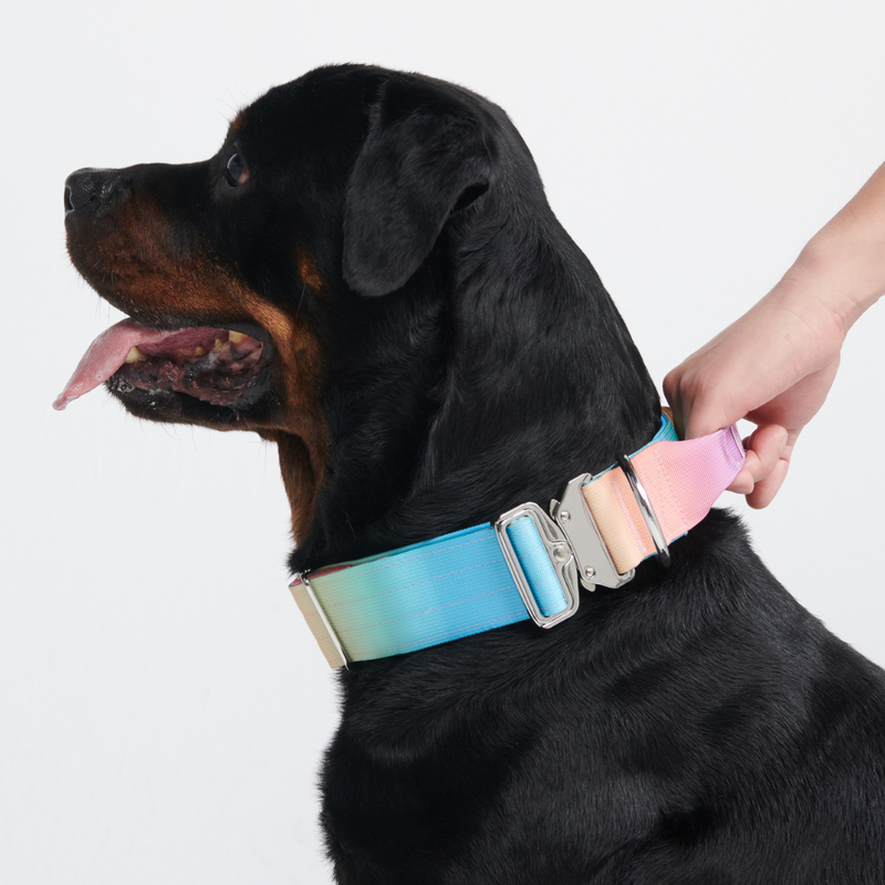 Ensemble de colliers tactiques pour chien - Glaçage pastel