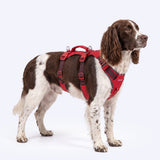 Red Gradient Escape Proof||size:3