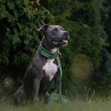 Green Collar