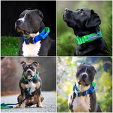 Collier tactique pour chien - Vague de citron vert