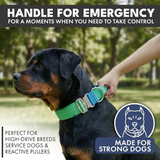Collier tactique pour chien - Vague de citron vert