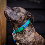 Lime Wave Martingale Collar||size:A,B,C,D,E