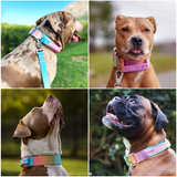 Collier tactique pour chien - Glaçage pastel