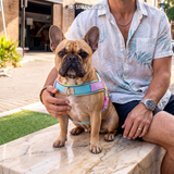 Pastel Icing Grab and Go||size:1,2,3,4,5,6