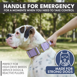 Collier tactique pour chien - Lilas