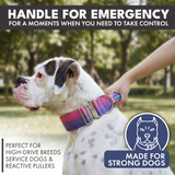 Collier tactique pour chien - Cône de neige