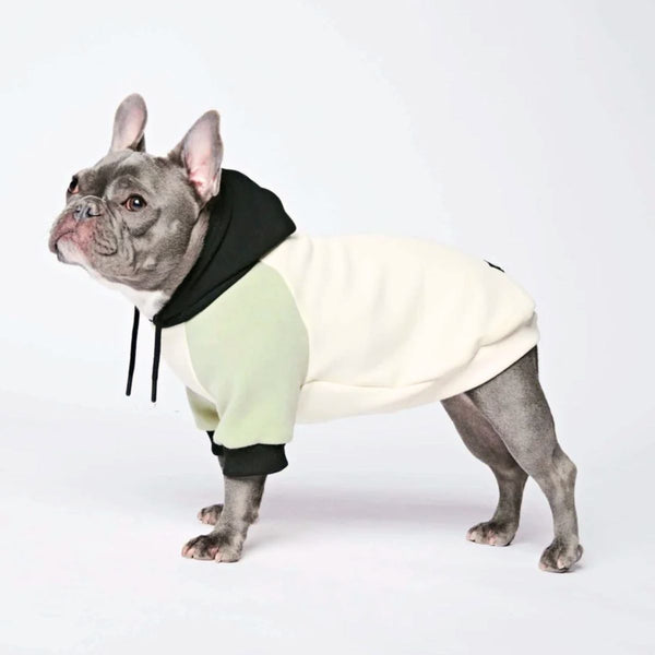 Pull à Capuche Pour Chien - Crème d'olives