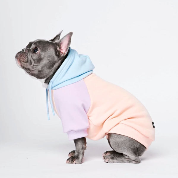 Pull à Capuche Pour Chien - Barbe à Papa