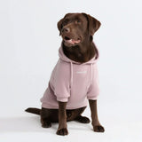Pull à Capuche Essentiel Pour Chien - Taupe Violet
