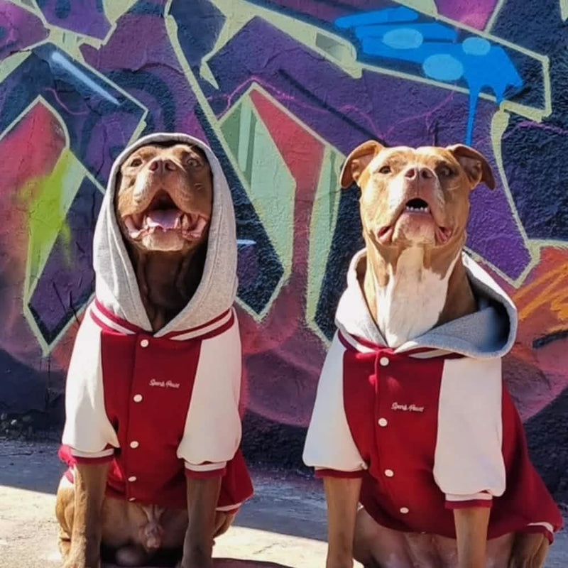 Veste universitaire pour chien - Rouge