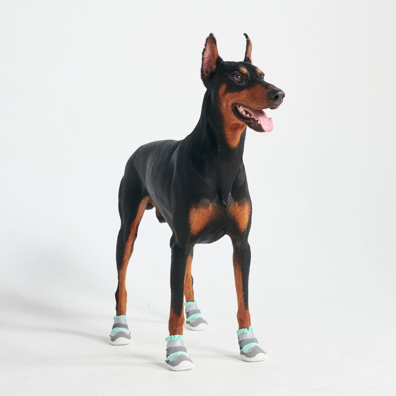 Chaussures pour chien sur pavé chaud - Sarcelle