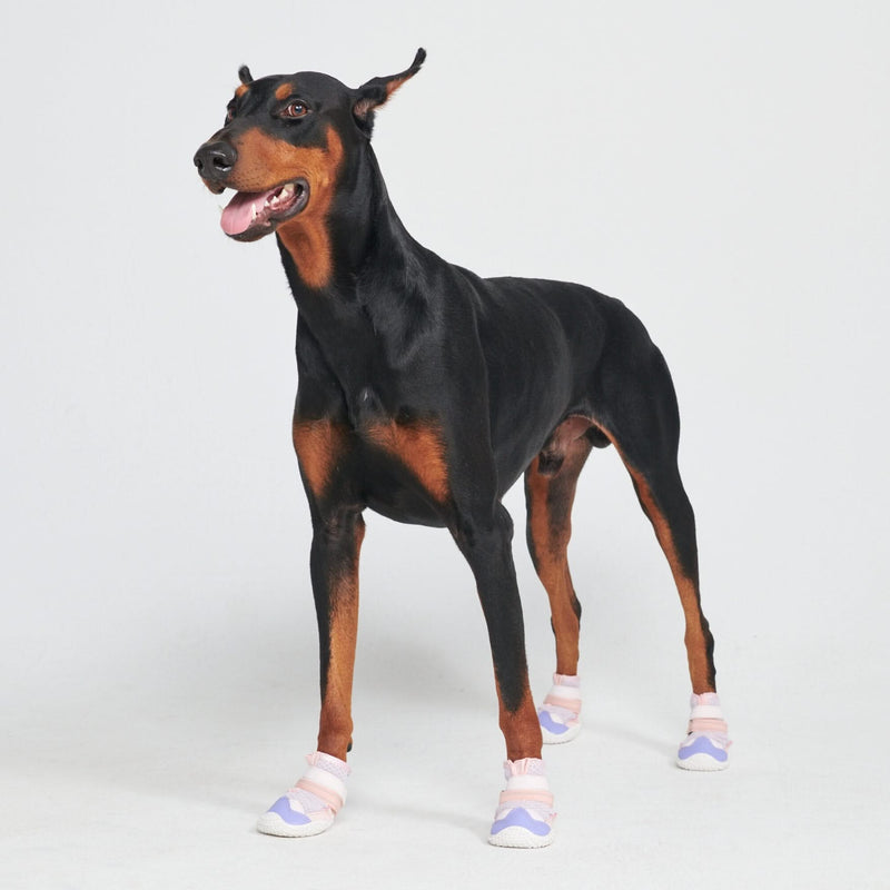 Chaussures pour chien sur pavé chaud - Rose Violet