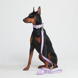 Ensemble de colliers tactiques pour chien - Lilas