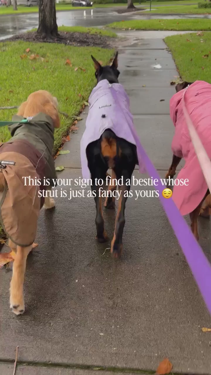 Loved By 2M+ Dogs