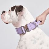 Collier tactique pour chien - Lilas