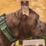 Ensemble de colliers tactiques pour chien - Vert armée