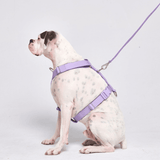 Harnais Big Dog No-Pull - Lilas