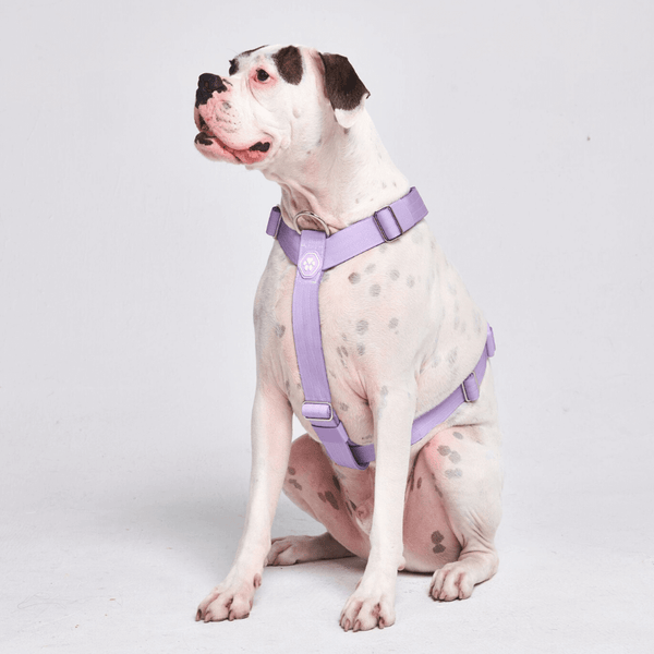 Harnais Big Dog No-Pull - Lilas