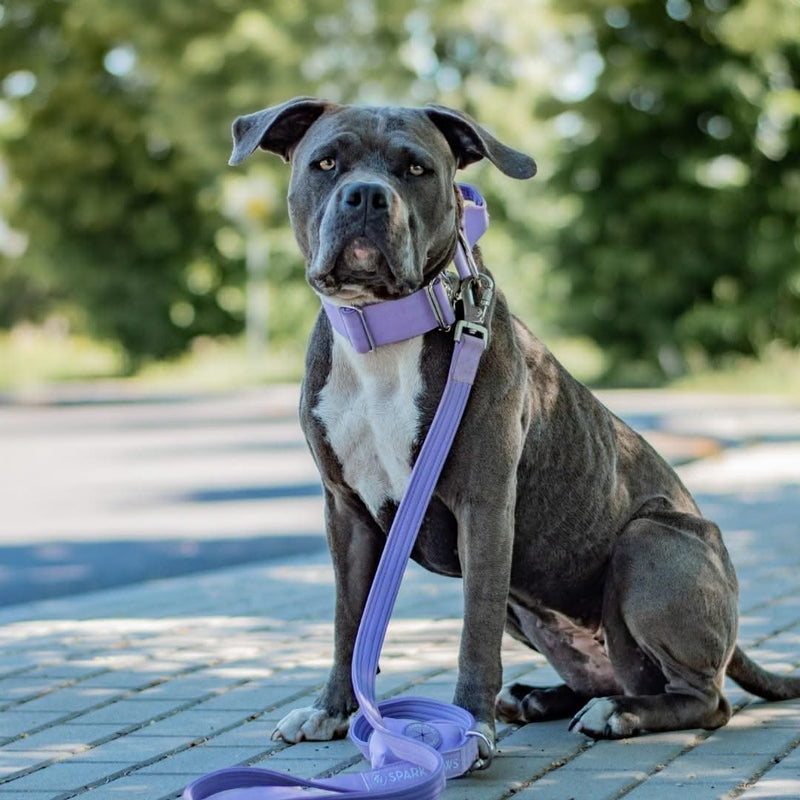 Collier tactique pour chien - Lilas