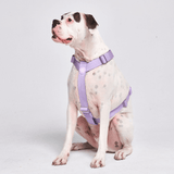 Harnais Big Dog No-Pull - Lilas