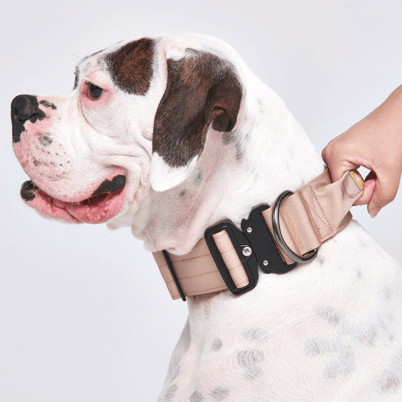 Collier tactique pour chien - Beige (2"/5cm)