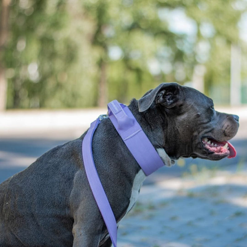 Collier tactique pour chien - Lilas