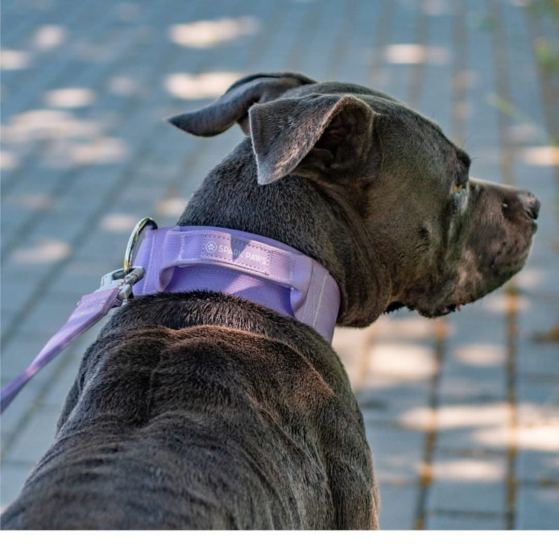 Collier tactique pour chien - Lilas