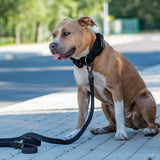 Ensemble de colliers tactiques pour chien - Noir (2"/5cm)
