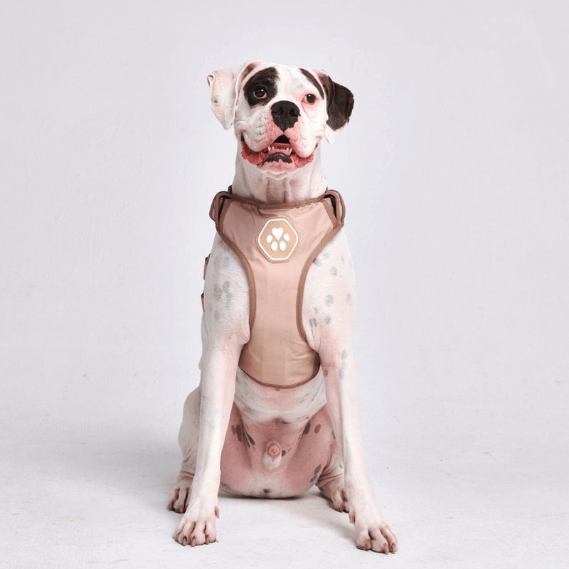 Comfort Control Harness - Tan- [SIZE S] dogs up to 20kg/45lb