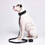 Ensemble de colliers tactiques pour chien - Noir