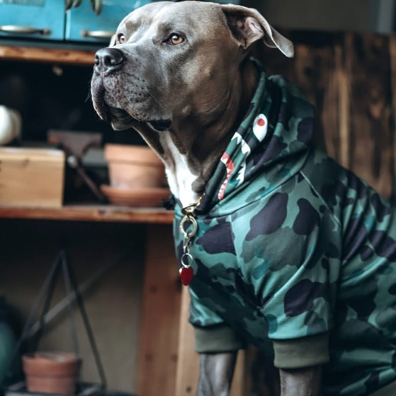 Monstre Requin Pull à Capuche Pour Chien
