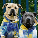 Teinture Jaune Marine Pull à Capuche en velours Pour Chien