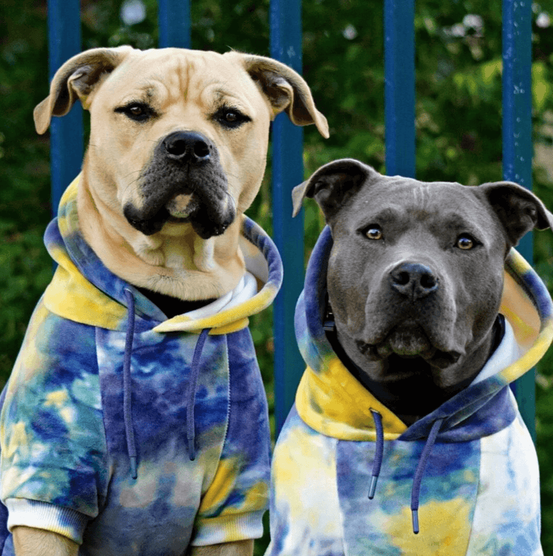 Teinture Jaune Marine Pull à Capuche en velours Pour Chien