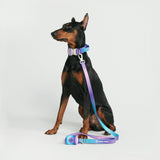 Ensemble de colliers tactiques pour chien - Rétro des années 90 (1.5"/4cm)