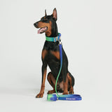 Ensemble de colliers tactiques pour chien - Multi-couleur (1.5"/4cm)